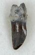 Dimetrodon Rooted Premax Tooth - Oklahoma #33597-1